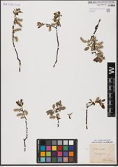 Foto von Salix aurita L.